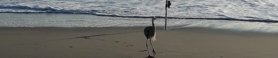 Cape Canaveral Plage Cocoa beach