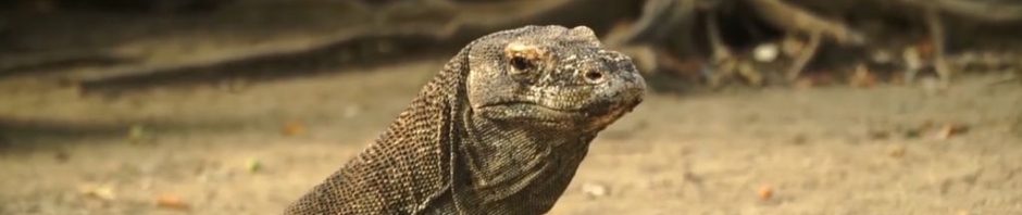 Escale 26 Croisière tour du monde à Komodo Island en Indonésie