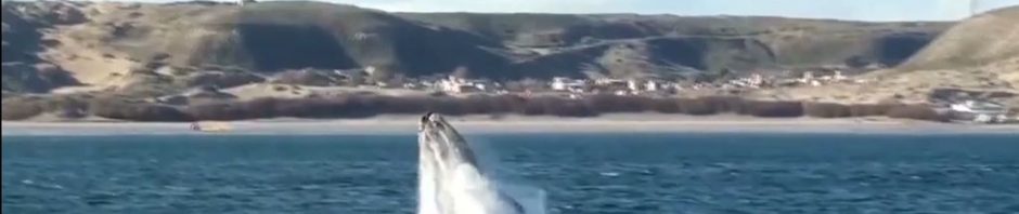 Escale 9 Croisière tour du monde à Puerto Madryn en Argentine